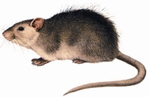 File:Rat.jpg