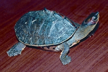 File:TurtleTortoise4.jpg