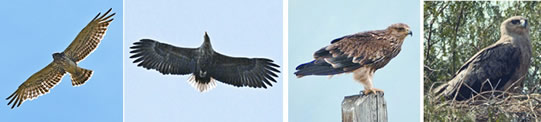 File:Eagle2.jpg