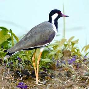 File:LapwingRed-wattled.jpg