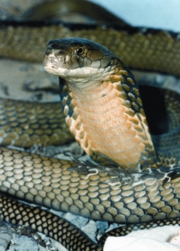 File:SnakeRajGokhra.jpg