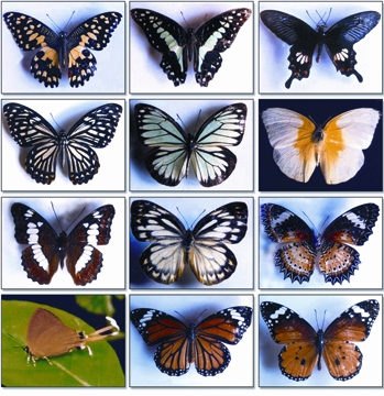 File:Butterflies.jpg