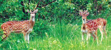File:DeerSpotted2.jpg