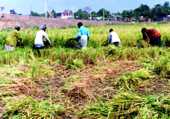 File:Farming04.jpg