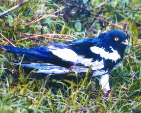 File:HarrierPied.jpg