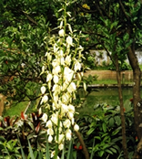File:OrnamentalPlants3.jpg