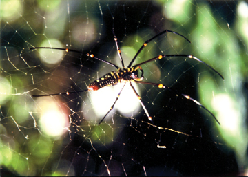 File:Spiderwithnet.jpg