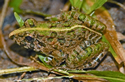 File:FrogToad.jpg
