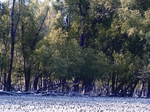 File:KeoraTree.jpg