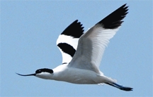 File:PiedAvocet.jpg