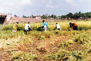 File:RiceHarvesting.jpg