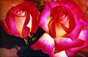 File:Rose 03.jpg