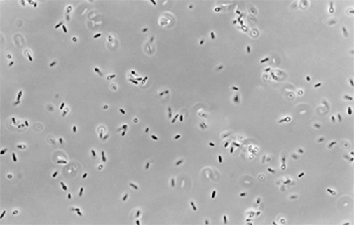 File:Bacteria.jpg