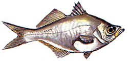 File:Chanda1.jpg