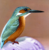 File:KingfisherCommon.jpg