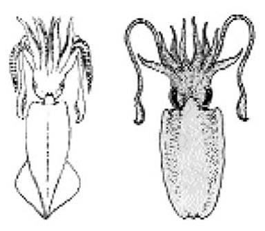 File:Decapoda03.jpg