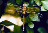 File:Dragonfly1.jpg