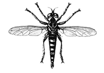 File:FlyRobber.jpg