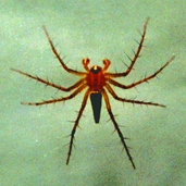 File:Spider07.jpg
