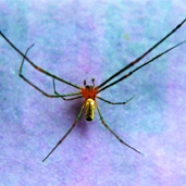 File:Spider06.jpg