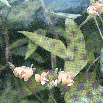 File:1298. Vigna radiata-Book.jpg