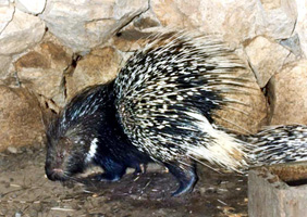 File:Porcupine.jpg