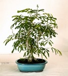 File:Bonsai3.jpg