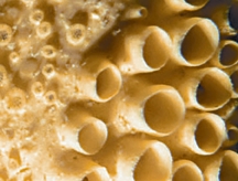 File:Coral1.jpg