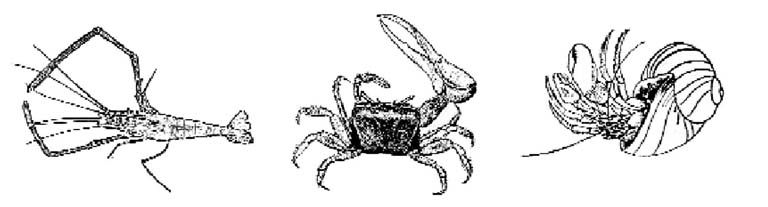 File:Decapoda01.jpg