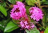 File:GardenFlowerIxora.jpg