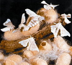 File:Silkworm.jpg