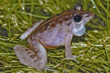 File:FrogToad5.jpg
