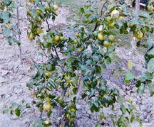 File:Jujube2.jpg