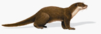 File:OtterCommon.jpg
