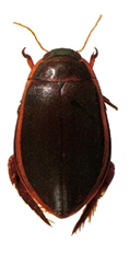 File:Beetle3Hydrophilid.jpg
