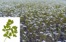 File:Coriander.jpg