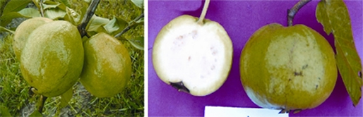 File:GuavaBari.jpg