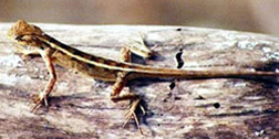 File:LizardRaktoChusa.jpg