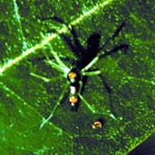 File:Spider15.jpg