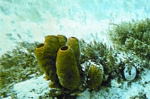 File:BiodiversitySponge.jpg