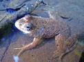 File:FrogToadEuphlyctisCyanophlyctis.jpg