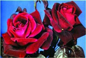 File:Rose 01.jpg