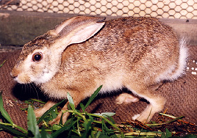 File:Hare.jpg
