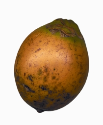 File:Betel.jpg
