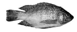 File:ExoticFishTilapia.jpg