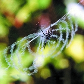 File:Spiderwithnet10.jpg