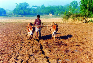 File:Agriculture1.jpg