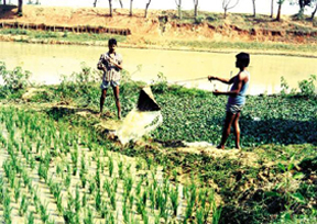 File:IrrigationSwingBasket.jpg