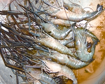 File:PrawnFish.jpg