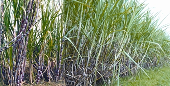File:Sugarcane.jpg
